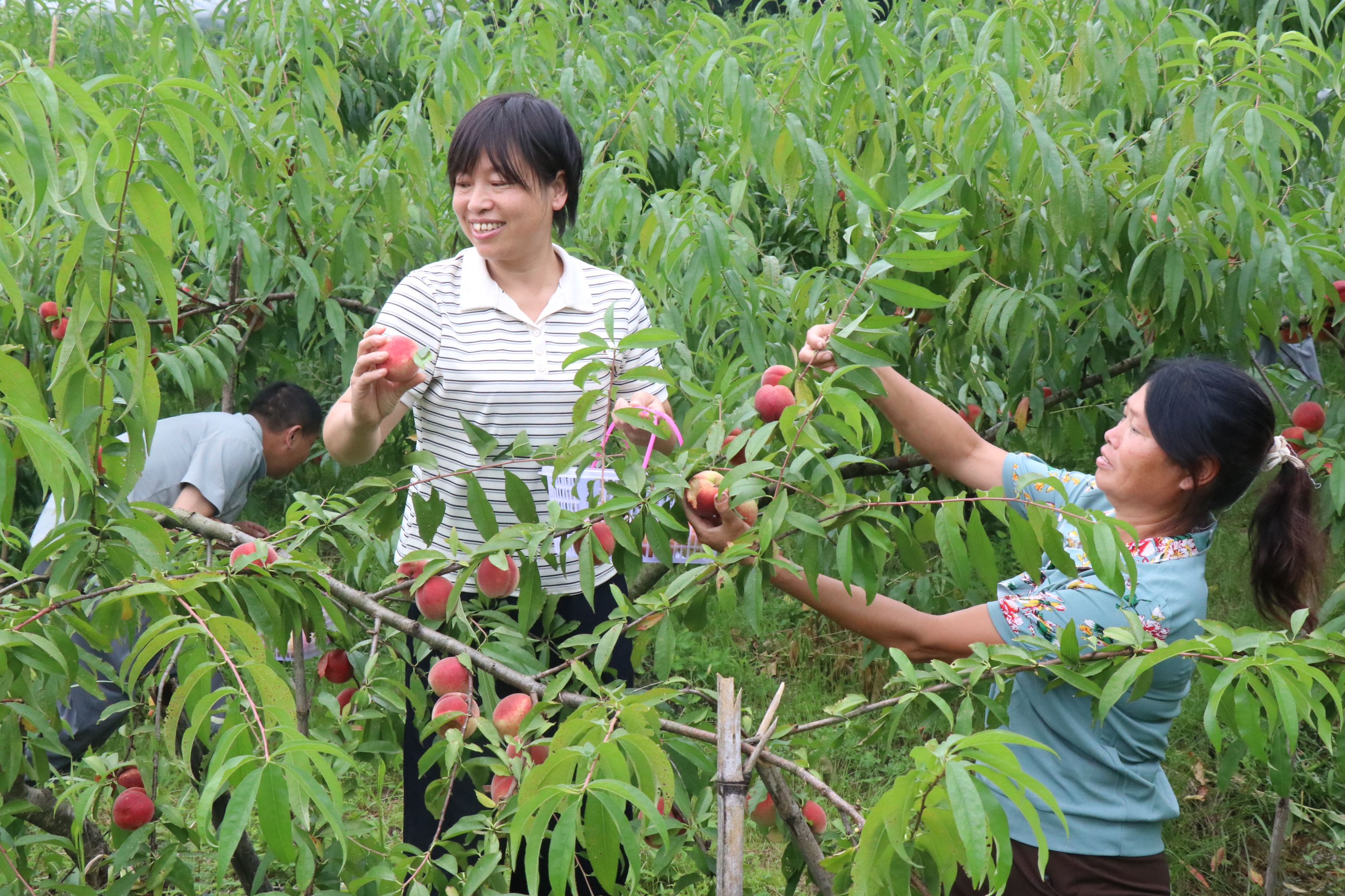 朱家村80亩桃园甜蜜“丰收季”